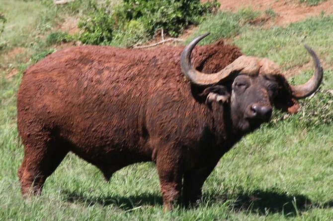 Full day big 5 addo Safari - What’s included: snacks, drinks, African cuisine, and why it is good value