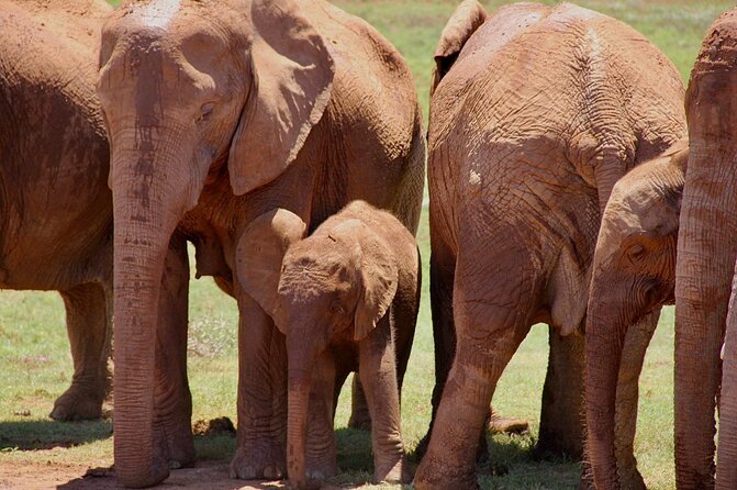 Full day big 5 addo Safari - Weather, timing, and the one decision you might want to think through