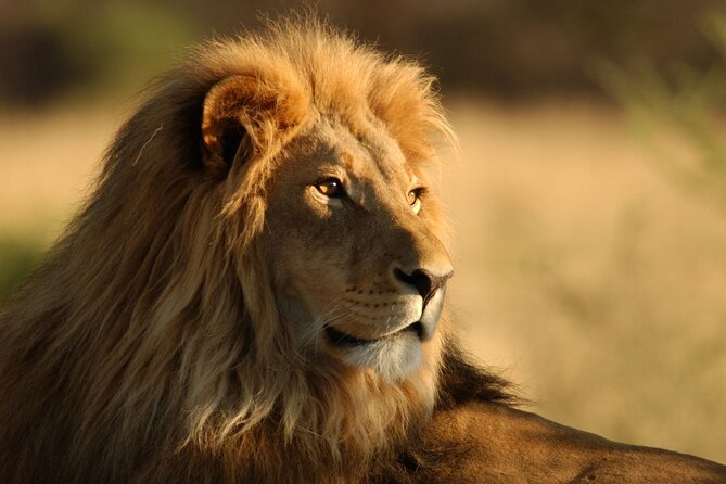Full Day Big 5 Aquila Safari Private Transfers Including Park Fee From Cape Town - Cape Town Big Five without the long-haul: why Aquila fits
