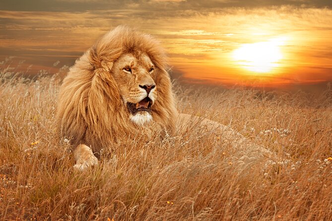 Full Day Big 5 Aquila Safari Private Transfers Including Park Fee From Cape Town - 6:30am pickup and the N1 drive: what private transfers change