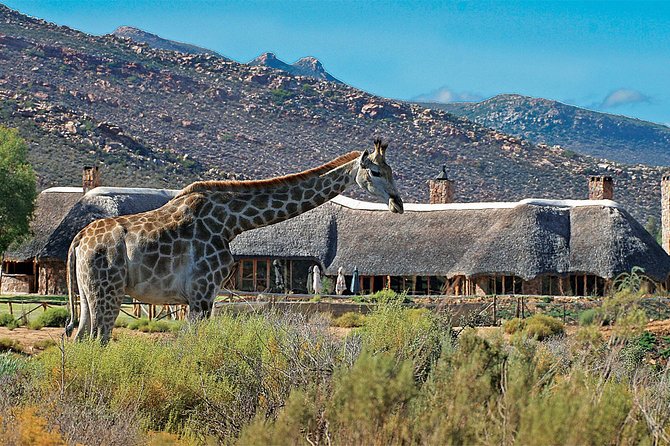 Full Day Big 5 Aquila Safari Private Transfers Including Park Fee From Cape Town - Lunch at Aquila and time to breathe: why the pacing matters