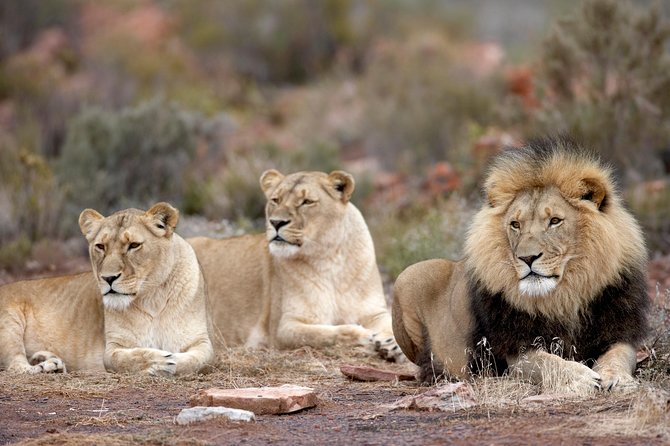 Full Day Big 5 Aquila Safari Private Transfers Including Park Fee From Cape Town - Who should book this Aquila Big Five day trip?
