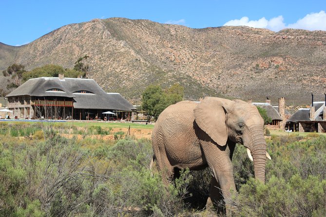 Full Day Big 5 Aquila Safari Private Transfers Including Park Fee From Cape Town - Big Five odds, plus giraffes, hippos, and cheetahs: what you can expect