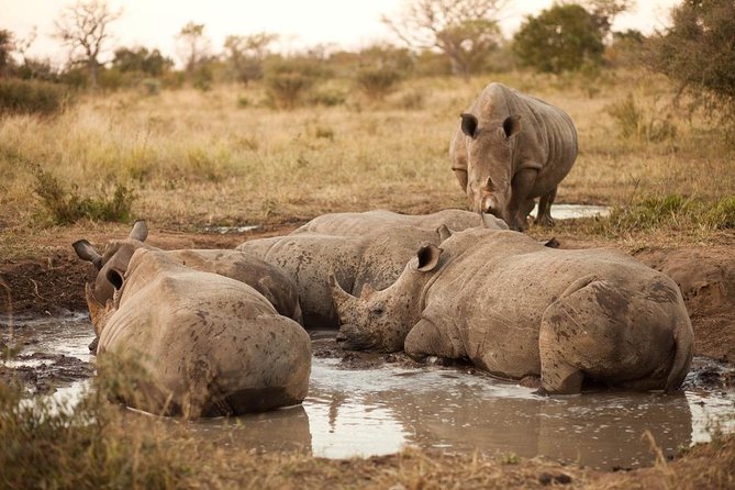 Full Day Big 5 Game Safari in Kruger National Park from Hazyview - Key Things You’ll Notice on This Kruger Big Five Safari