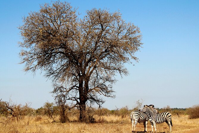 Full Day Big 5 Game Safari in Kruger National Park from Hazyview - Morning Game Drive: Birds, raptors, and reading the signs