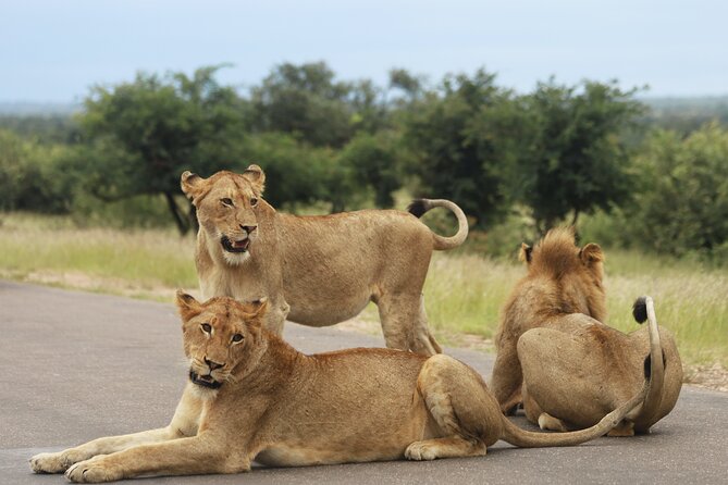 Full Day Big 5 Game Safari in Kruger National Park from Hazyview - The Midday Break in Kruger: Lunch is part of the plan, just not included
