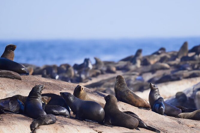 FULL Day Cape of Good Hope and Boulders Penguin Colony - Noordhoek Farm Village: A Friendly Break Before Cape Point
