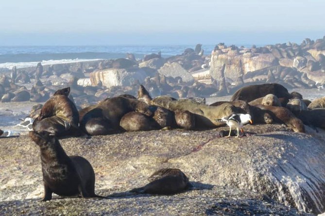 FULL Day Cape of Good Hope and Boulders Penguin Colony - Cape Point Nature Reserve: Big Space, Possible Animal Sightings, and Extra Entrance Fees
