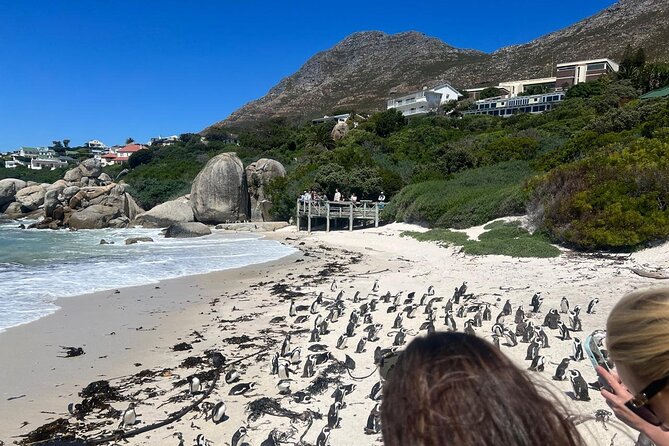 Full-Day Cape of Good Hope and Table Mountain with Penguins Tour - Boulders Beach Penguin Colony: The Boardwalk Moment You Will Remember