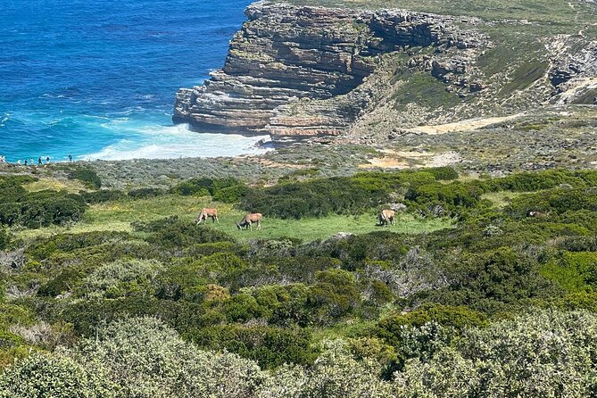 Full-Day Cape of Good Hope and Table Mountain with Penguins Tour - Old Cape Point Lighthouse: 360 Views and a Shipwreck Story