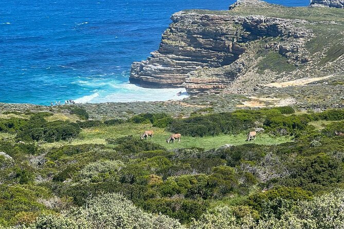 Full-Day Cape of Good Hope and Table Mountain with Penguins Tour - Muizenberg Area and the Return to Cape Town