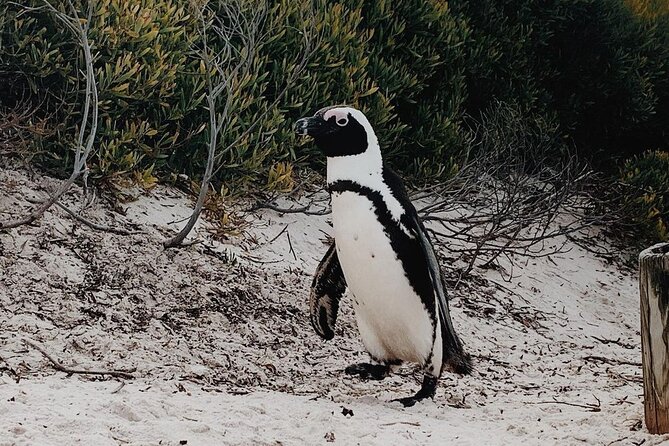 Full Day Cape of Good Hope-Cape Point Group Tour from Cape Town - Boulders Beach Penguin Colony: One Dedicated Stop for Close-Up Watching