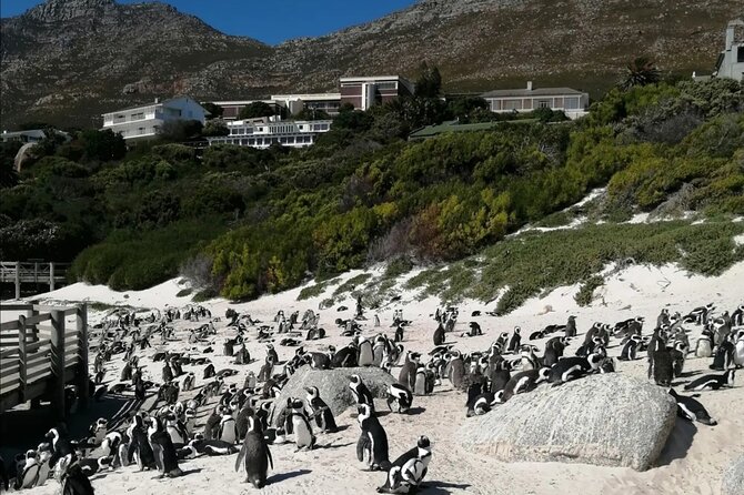 Full Day Cape Peninsula, Cape Point Tour - Cape Point Lighthouse Area, Choose Funicular or the 30-Minute Walk