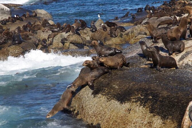 Full Day Cape Peninsula Tour - Guide energy and timing: why this tour often hits 5 stars