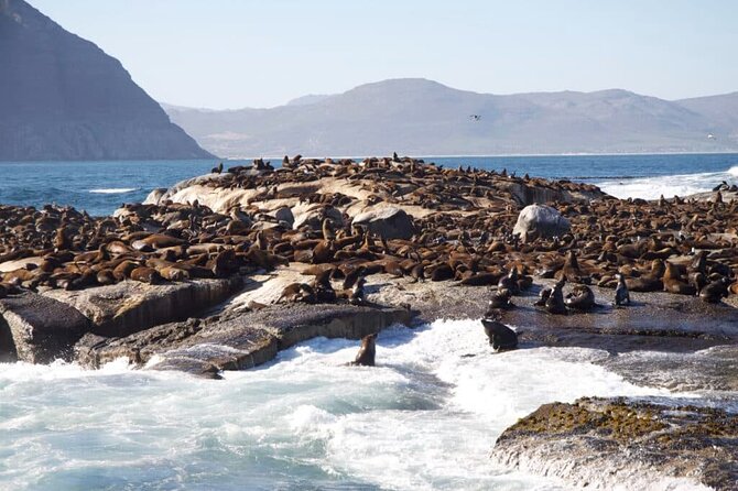 Full Day Cape Peninsula Tour - Who this tour fits best