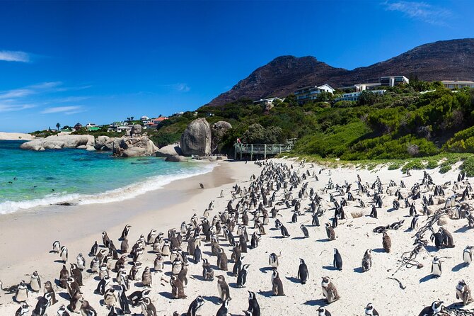 Full Day Cape Peninsula Tour - Practical tips before you go