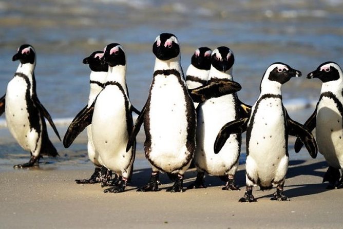Full Day Cape Peninsula Tour in Private Car - Private car value: what you are really paying for