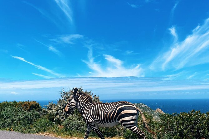 Full Day Cape Peninsula Tour in Private Car - Camps Bay and Maiden’s Cove: Table Mountain views plus sea-life chances