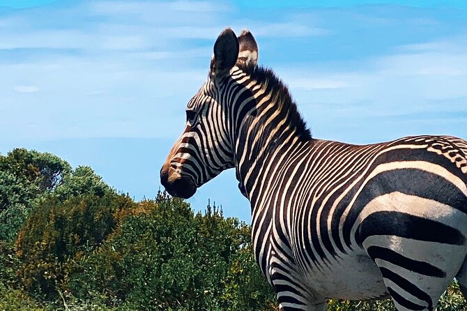 Full Day Cape Peninsula Tour in Private Car - Hout Bay: seal island boat trip and local market browsing