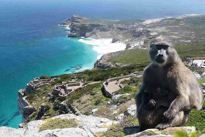 Full Day Cape Peninsula Tour in Private Car - Pick up, pace, and the guides who make it sing