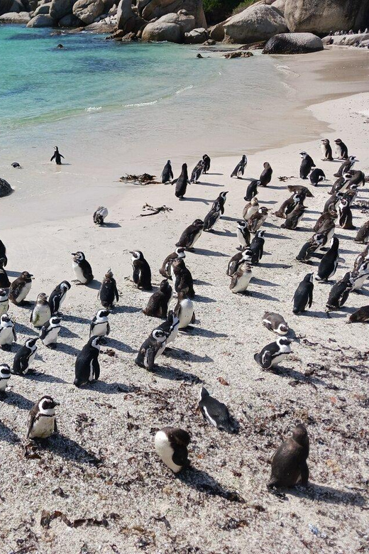 Full Day - Cape Point and Penguins Plus Table Mountain - Cape of Good Hope: monuments, beaches you can see, and the iconic photo