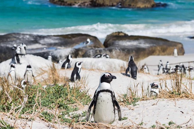 Full day Cape Point + Constantia Wine Tour with Private Transfer - Chapmans Peak Drive: the cliffs, the ocean roar, and why you’ll be glad you’re not driving