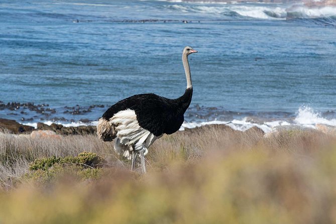 Full day Cape Point + Constantia Wine Tour with Private Transfer - Boulders Beach African penguin stop: free views first, reserve later
