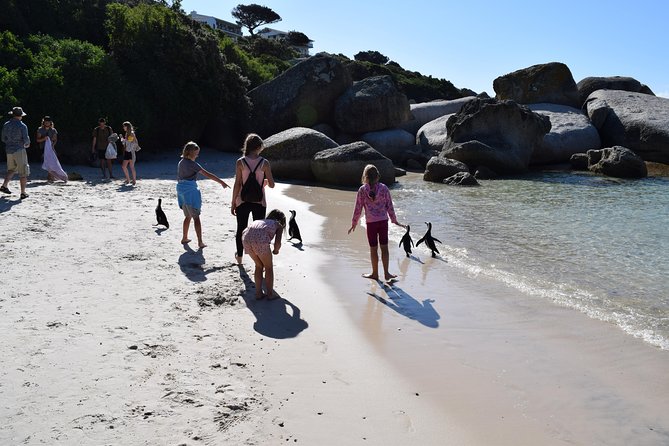 Full day Cape Point + Constantia Wine Tour with Private Transfer - Groot Constantia tasting in Constantia Valley: where the day becomes the reward