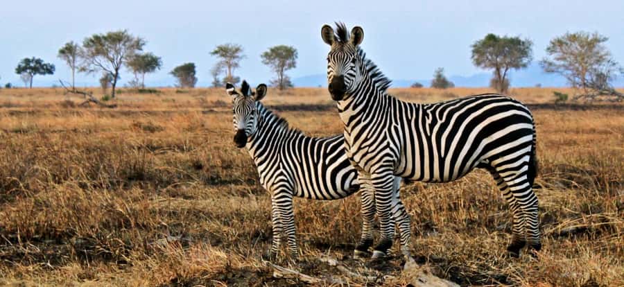 Full Day Cape Town Safari - Key Things I’d Focus On Before You Book