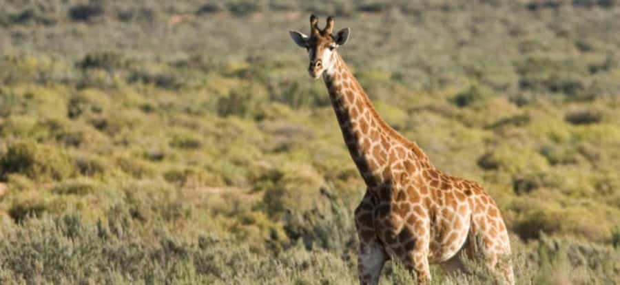 Full Day Cape Town Safari - The Open 4x4 Game Drive: Big Five Time, Ranger-Led Focus