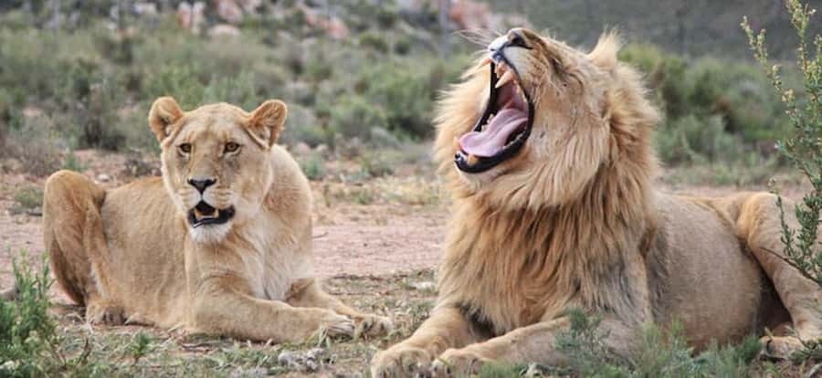 Full Day Cape Town Safari - Aquila Arrival: Welcome Drinks and a Buffet Lunch Reset