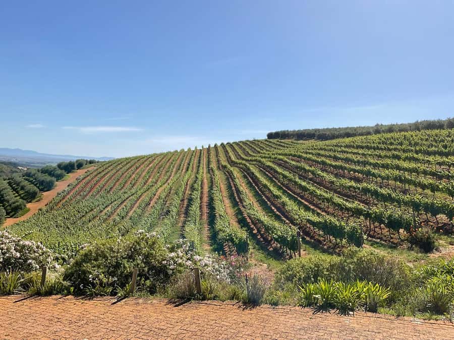 Full Day Cape Winelands Tour: Franschhoek & Stellenbosch - Stellenbosch Town Time: A University City That Walks Well