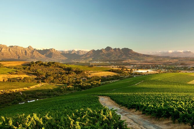 Full-Day Cape Winelands Tour - Stellenbosch with a cellar tour and cheese pairing you can taste in your memory