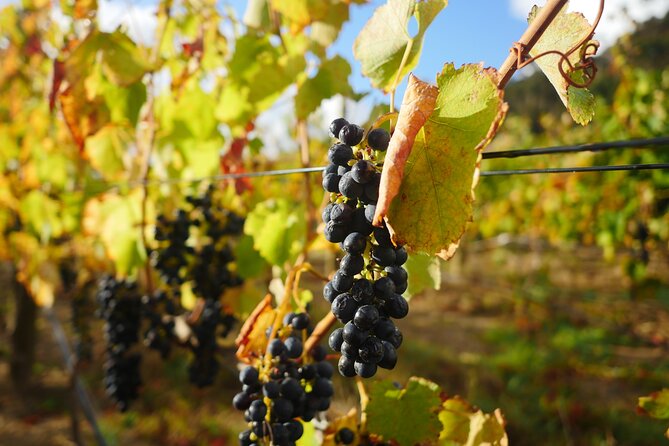 Full-Day Constantia Wine Tour from Cape Town - Lunch on a wine tour, a 3-course a la carte reset