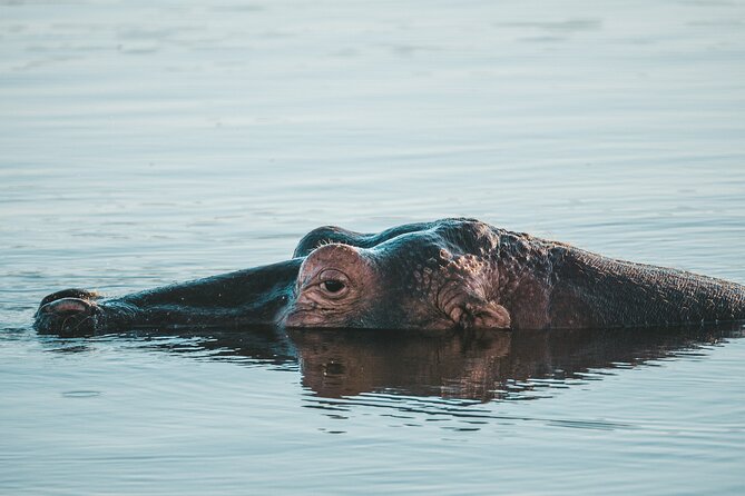 Full Day Exquisite Pilanesberg Safari from Johannesburg - Morning Open-Vehicle Game Drive: Close Views Without Barriers