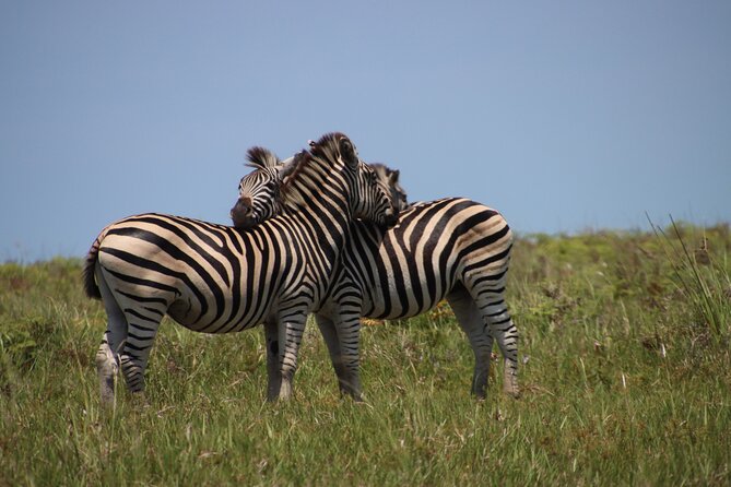 Full-Day Family Hluhluwe iMfolozi Park Safari Experience - Family food, water, and breaks that keep the day on track