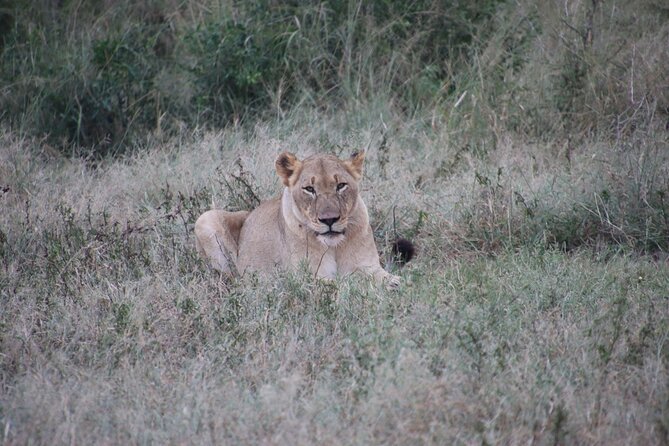 Full-Day Family Hluhluwe iMfolozi Park Safari Experience - Price and value: what $93.39 buys you in real terms
