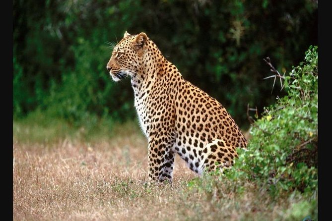 Full day - Hluhluwe Imfolozi Game Reserve 1 Day Tour From Durban - The “Private Group” Advantage in a Wildlife Spotting Day