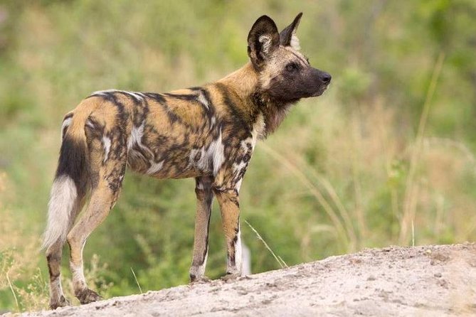 Full day - Hluhluwe Imfolozi Game Reserve 1 Day Tour From Durban - Price, Value, and What You Really Pay For