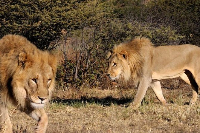 Full day - Hluhluwe Imfolozi Game Reserve 1 Day Tour From Durban - The Full-Day Timeline: What Happens When