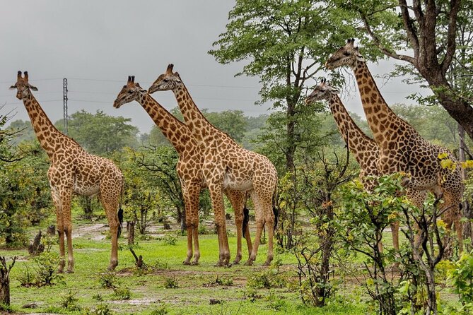 Full Day Hluhluwe Imfolozi Game Reserve From Durban - Why Hluhluwe-iMfolozi Is Such A Solid Durban Day Trip