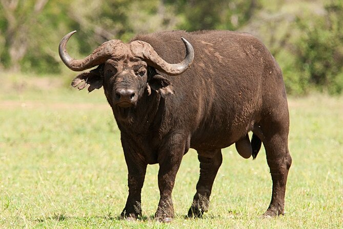 Full Day Hluhluwe Imfolozi Game Reserve From Durban - The Main Event: 4x4 Game Drive Inside Hluhluwe-iMfolozi