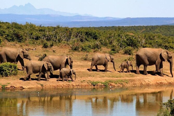 Full Day Hluhluwe Imfolozi Game Reserve From Durban - Animal Sightings: How To Think About The Big Five Listing