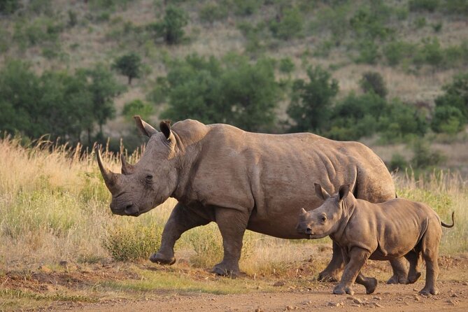 Full Day Hluhluwe Imfolozi Game Reserve From Durban - Who This Tour Is Best For (And Who Might Want Another Option)