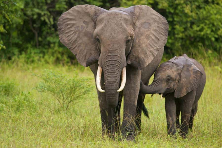 Full Day Hluhluwe Imfolozi Game Reserve Tour from Durban - Key highlights you’ll feel on this tour