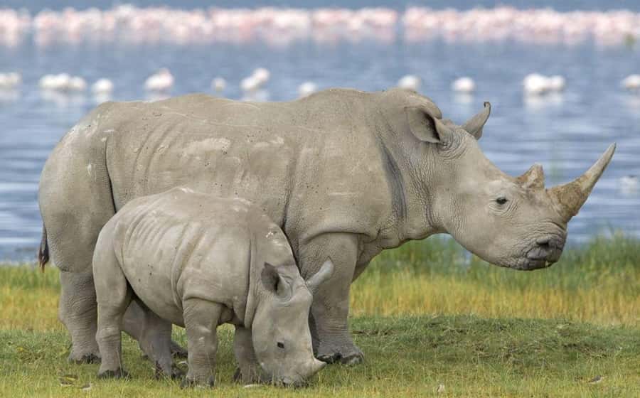 Full Day Hluhluwe Imfolozi Game Reserve Tour from Durban - What the 4x4 game drive really means for your odds