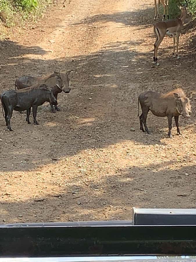 Full Day Hluhluwe Imfolozi Game Reserve Tour from Durban - Timing, pickup, and driver quality in the real world