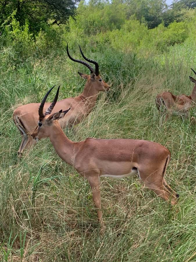 Full Day Hluhluwe Imfolozi Game Reserve Tour from Durban - Price and value: is $226 for 10 hours worth it?