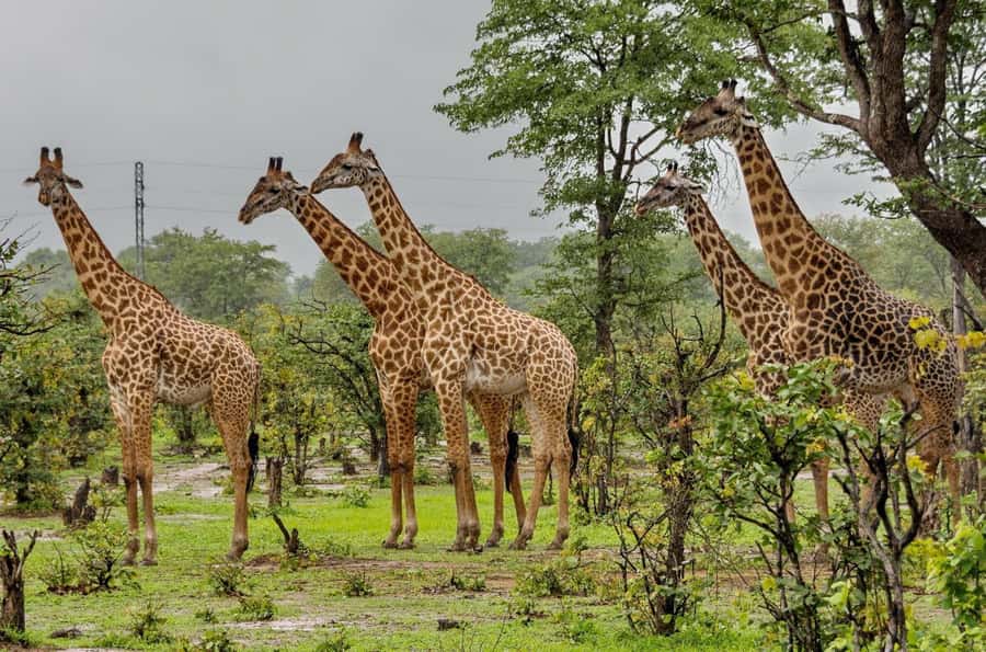 Full Day Hluhluwe Imfolozi Game Reserve Tour from Durban - Getting on the road: Durban to the reserve at 6am