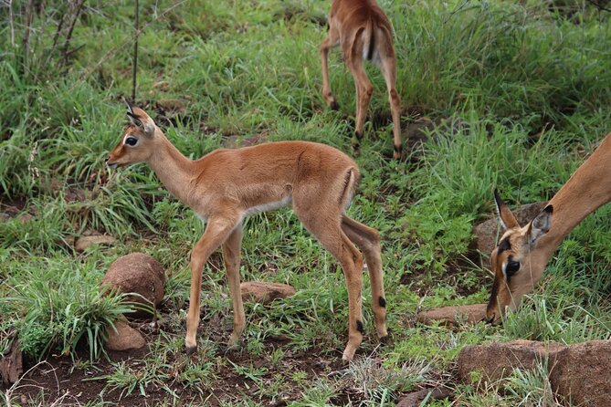 Full-day Hluhluwe-iMfolozi Park Big 5 Safari Experience - Key things that make this Hluhluwe-iMfolozi Big 5 day special
